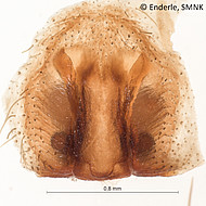 female 2 from French Guiana, epigyne ventral