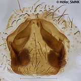 Ctenus minor, female epigyne, dissected, ventral view