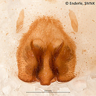 female 1 from Manaus, epigyne ventral