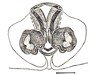 vulva, dorsal scale bar 0.25 mm