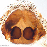 Ctenus dubius, female vulva, dorsal view