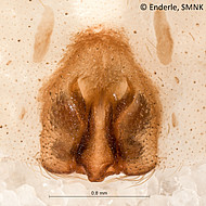 female 1 from French Guiana, epigyne ventral