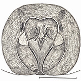 female epigyne (drawing by A.D. Brescovit)