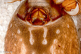 Ctenus dubius, female epigyne, ventral view