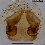 Ctenus minor, female vulva, dorsal view
