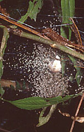 nursery web with young spiders