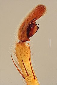 male 1 from Manaus, palp prolateral
