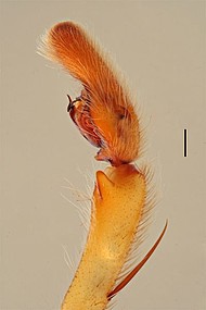 male 1 from Manaus, palp retrolateral