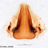 Phoneutria nigriventer, epigyne of female from South Brazil in ventral view