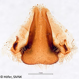 Phoneutria nigriventer, epigyne of female from South Brazil in ventral view