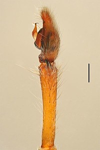 Centroctenus ocelliventer, male palp, retrolateral view