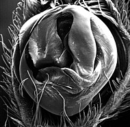 male palp (SEM)