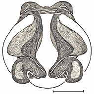 vulva, dorsal, scale bar 1 mm