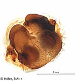 Ctenus amphora, female epigyne, ventral view Photo: Hubert Höfer