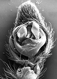 male palp (SEM)