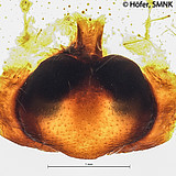 Ctenus inaja, female epigyne, ventral view