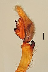 Ctenus serratipes, male palp retrolateral view Photo: Thiago Gomes de Carvalho