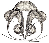 vulva, scale bar 0.6 mm