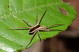 Cupiennius bimaculatus - juvenile