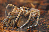 <i>Ancylometes bogotensis</i> mating in laboratory (Photo: L.Scheuermann)