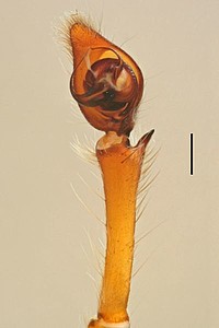 Centroctenus ocelliventer, male palp, ventral view
