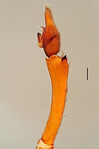 Centroctenus auberti, male palp, retrolateral view (specimen from Manaus)