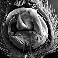 male palp (SEM)