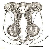 vulva, dorsal scale bar 1 mm