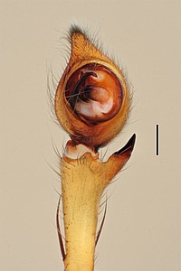 Centroctenus acara, male palp, ventral view