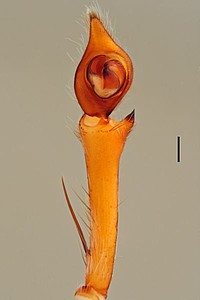 Centroctenus auberti, male palp, ventral view (specimen from Manaus)
