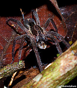 unidentified Ctenus species from Peru