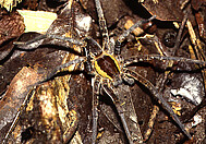 Ancylometes rufus male