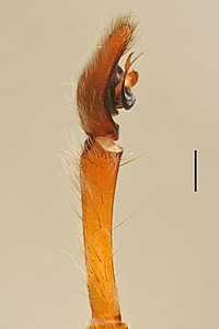 Centroctenus ocelliventer, male palp, prolateral view