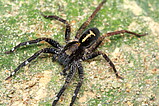 Ctenus amphora - female   Photo: Thiago Gomes de Carvalho