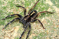 Ctenus amphora, female