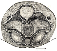 epigyne, ventral scale bar 1 mm