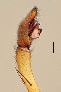 Centroctenus acara, male palp, prolateral view