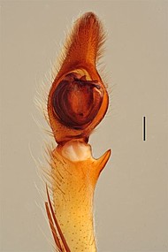 male 1 from Manaus, palp ventral