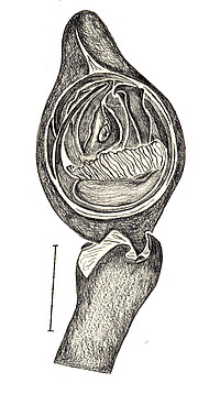 male palp, scale bar 2 mm