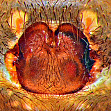 Ctenus amphora, female epigyne, ventral view Photo: Hubert Höfer