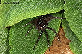 Ancylometes species of uncertain belonging - bogotensis or concolor, from Peru, photo by A. Leetz