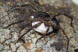 Ctenus crulsi - female with egg sac   Photo: Thiago Gomes de Carvalho