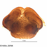 Ctenus crulsi, female epigyne, ventral view, Photo: Hubert Höfer