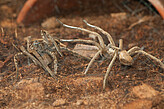 <i>Ancylometes bogotensis</i> mating in laboratory (Photo: L.Scheuermann)