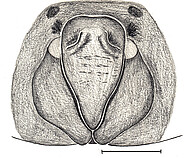 epigyne, ventral, scale bar 1 mm
