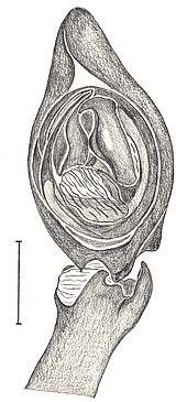 drawing of male palp