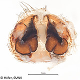 Ctenus villasboasi, female vulva dorsal view Photo: Hubert Höfer