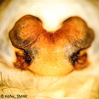 Centroctenus aff. miriuma, Panguana, Peru, female epigyne, ventral view