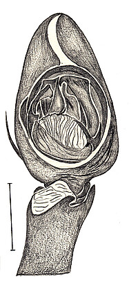 male palp scale bar 1 mm (wrong in orig. publ.)