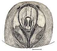 female epigyne, scale bar 0.5 mm